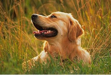 惊天逆转！小孩让三追五夺得EWC《街霸6》世界总冠军